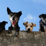 Four dogs looking down from a wall.